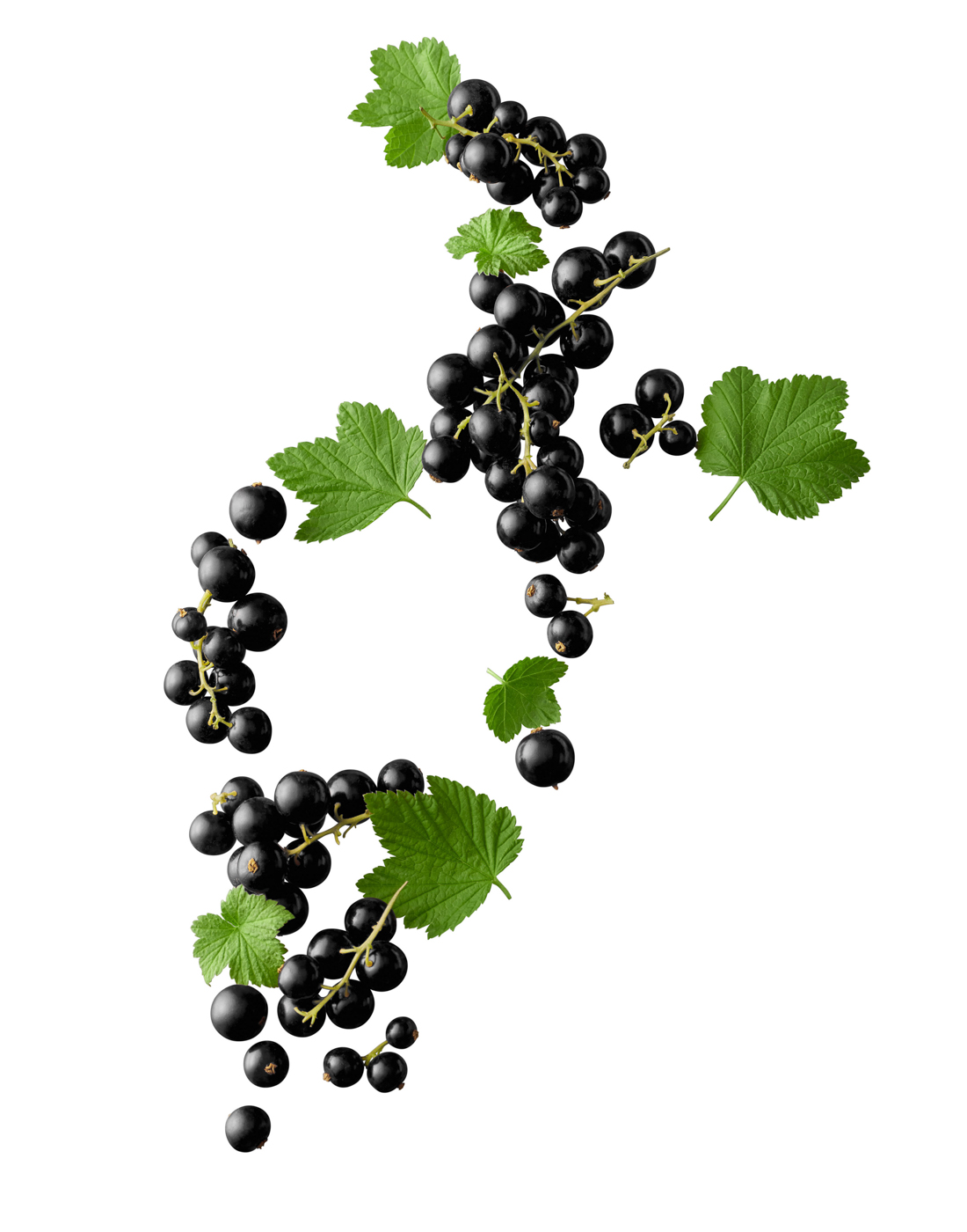 Mustaherukat ja vihreät lehdet muodostavat numeron 4 valkoiselle taustalle.